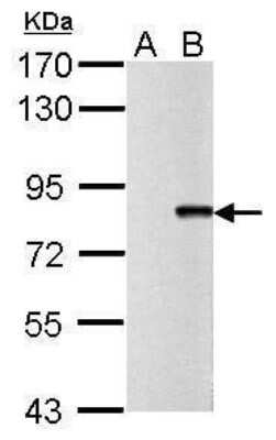Western Blot Influenza A H1N1 PB2 Antibody - BSA Free